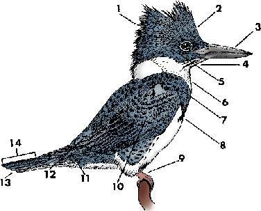 Illustration of bird
