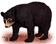 Illustration of black bear