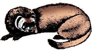 Illustration of black-footed ferret