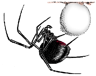 Illustration of black widow