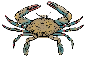 Illustration of blue crab