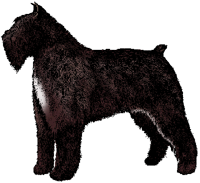 Illustration of <span class=syl>bou</span><span class=syl>vi</span><span class=syl>er des flan</span><span class=syl>dres</span>