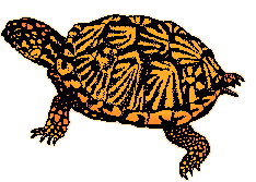 Illustration of box turtle