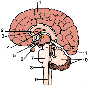 Illustration of brain