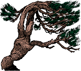 Illustration of bristlecone pine