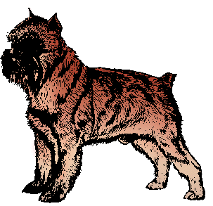 Illustration of brussels griffon