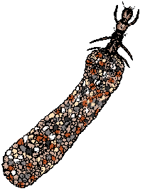 Illustration of caddisworm