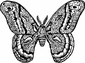 Illustration of cecropia moth