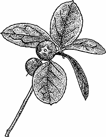 Illustration of checkerberry