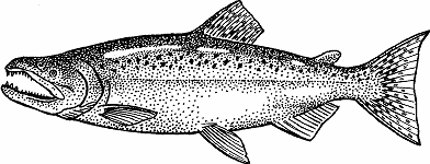 Illustration of chinook salmon