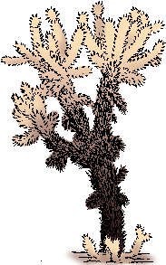 Illustration of cholla