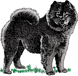 Illustration of chow chow