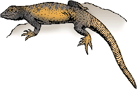Illustration of chuckwalla