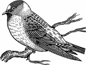 Illustration of cliff swallow