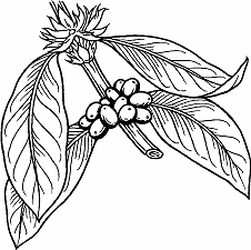 Illustration of coffee