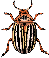 Illustration of <span class=syl>colorado potato beetle</span>