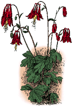 Illustration of columbine