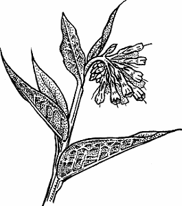 Illustration of comfrey