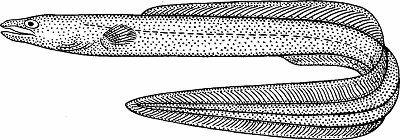 Illustration of conger eel