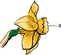 Illustration of corona