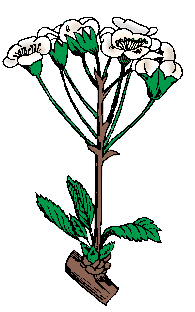 Illustration of corymb