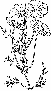 Illustration of cosmos