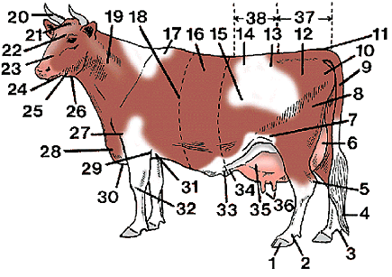 Illustration of cow