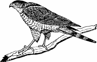 Illustration of cooper's hawk