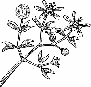 Illustration of creosote bush