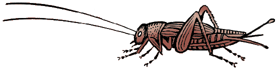 Illustration of cricket