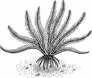 Illustration of crinoid