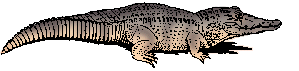 Illustration of crocodile