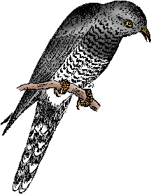 Illustration of cuckoo