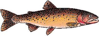 Illustration of cutthroat trout