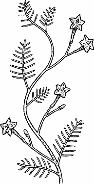 Illustration of cypress vine