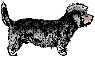 Illustration of <span class=syl>dan</span><span class=syl>die din</span><span class=syl>mont terrier</span>