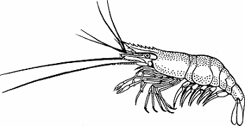 Illustration of decapod