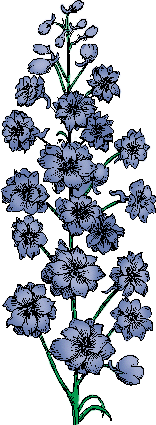 Illustration of delphinium