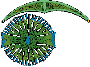 Illustration of desmid