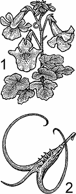 Illustration of devil's claw