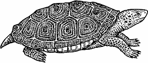 Illustration of <span class=syl>diamondback terrapin</span>