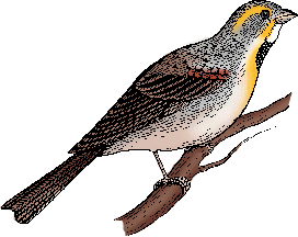 Illustration of dickcissel