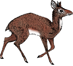Illustration of dik-dik