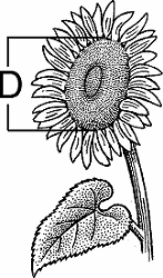 Illustration of disk