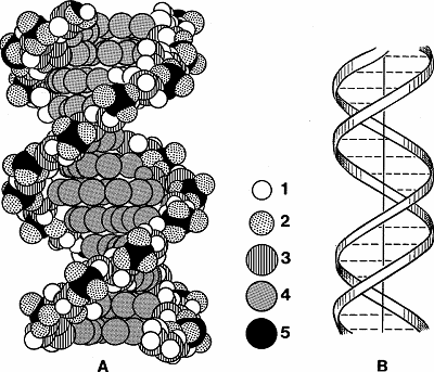 Illustration of dna