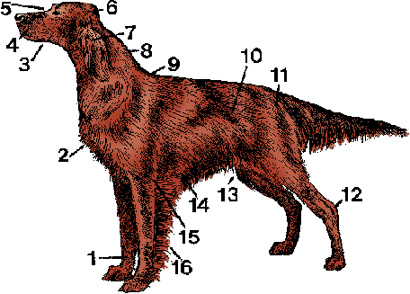Illustration of dog