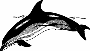Illustration of dolphin