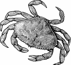 Illustration of dungeness crab