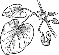 Illustration of dutchman's-pipe