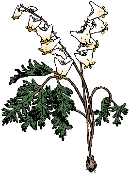 Illustration of dutchman's-breeches